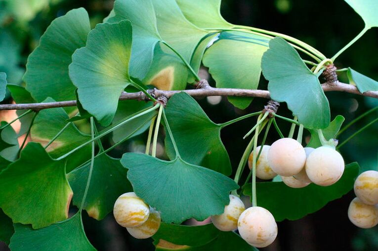 Ginkgo biloba - အာနိသင်မြှင့်တင်ရန် ထူးခြားဆန်းပြားသော ဆေးဖက်ဝင်အပင်