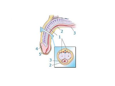 လိင်တံဖွဲ့စည်းပုံ